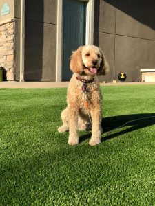 pet friendly artificial grass