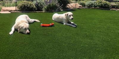 artificial-grass-pet-turf-for-dogs