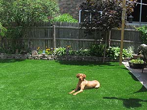 dog lounging on pet-friendly artificial dog grass