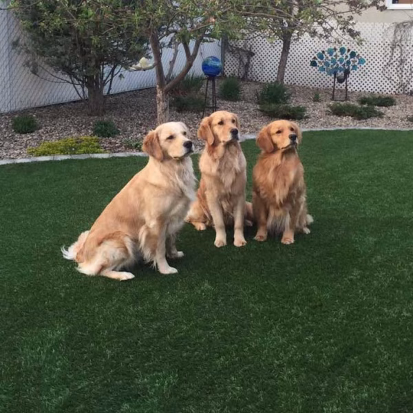 pet and child safe artificial grass installers
